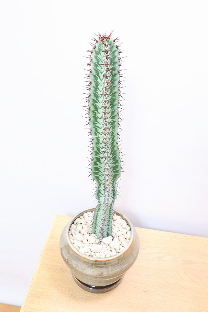 【ユーフォルビア コンフィナリス】この幹肌は美しい！棘も色付いていますので全体のコントラストが最高に美しいです！