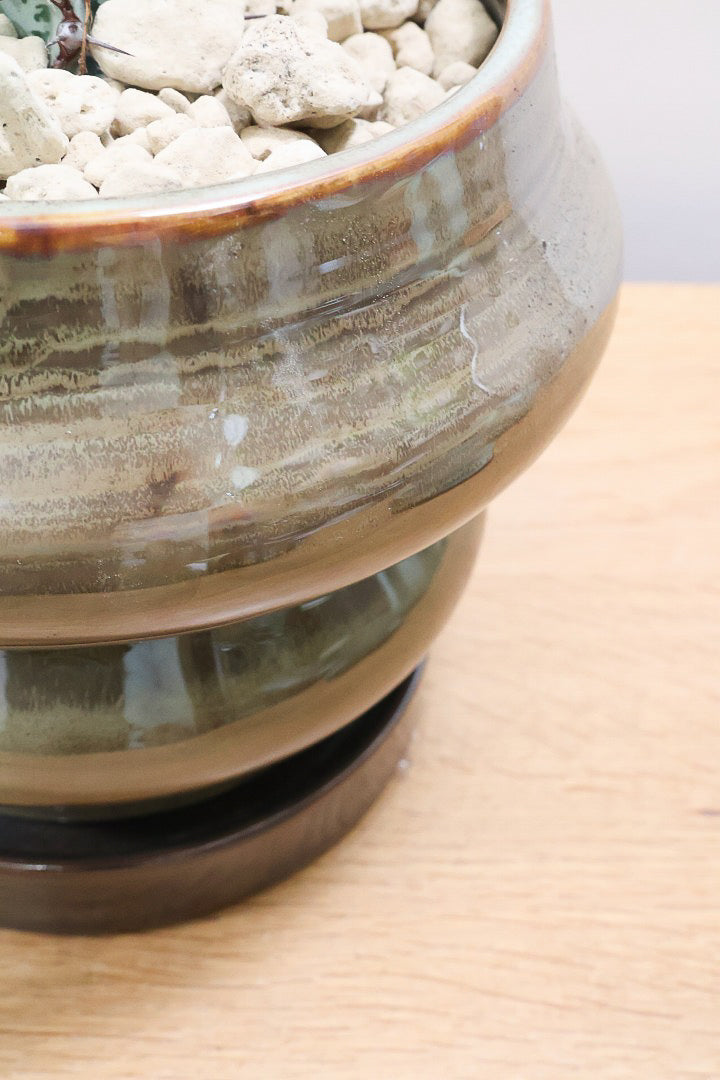 【ユーフォルビア コンフィナリス】この幹肌は美しい！棘も色付いていますので全体のコントラストが最高に美しいです！