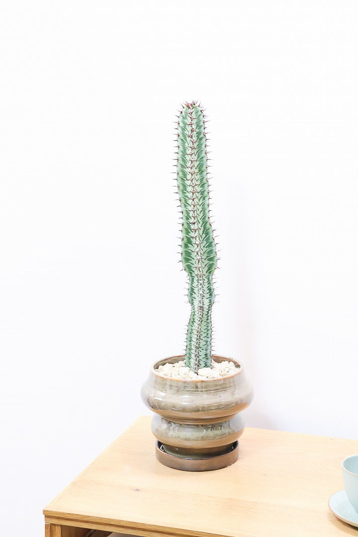 【ユーフォルビア コンフィナリス】この幹肌は美しい！棘も色付いていますので全体のコントラストが最高に美しいです！