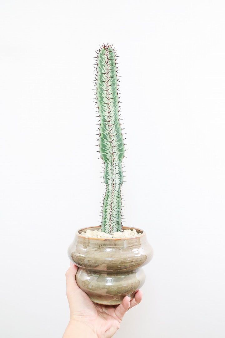 ユーフォルビア コンフィナリスGL60662| 観葉植物の通信販売 | APEGO