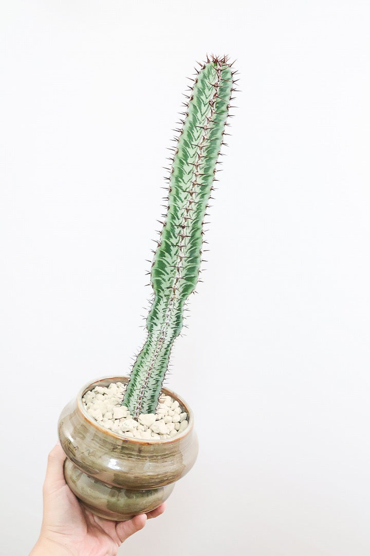 【ユーフォルビア コンフィナリス】この幹肌は美しい！棘も色付いていますので全体のコントラストが最高に美しいです！