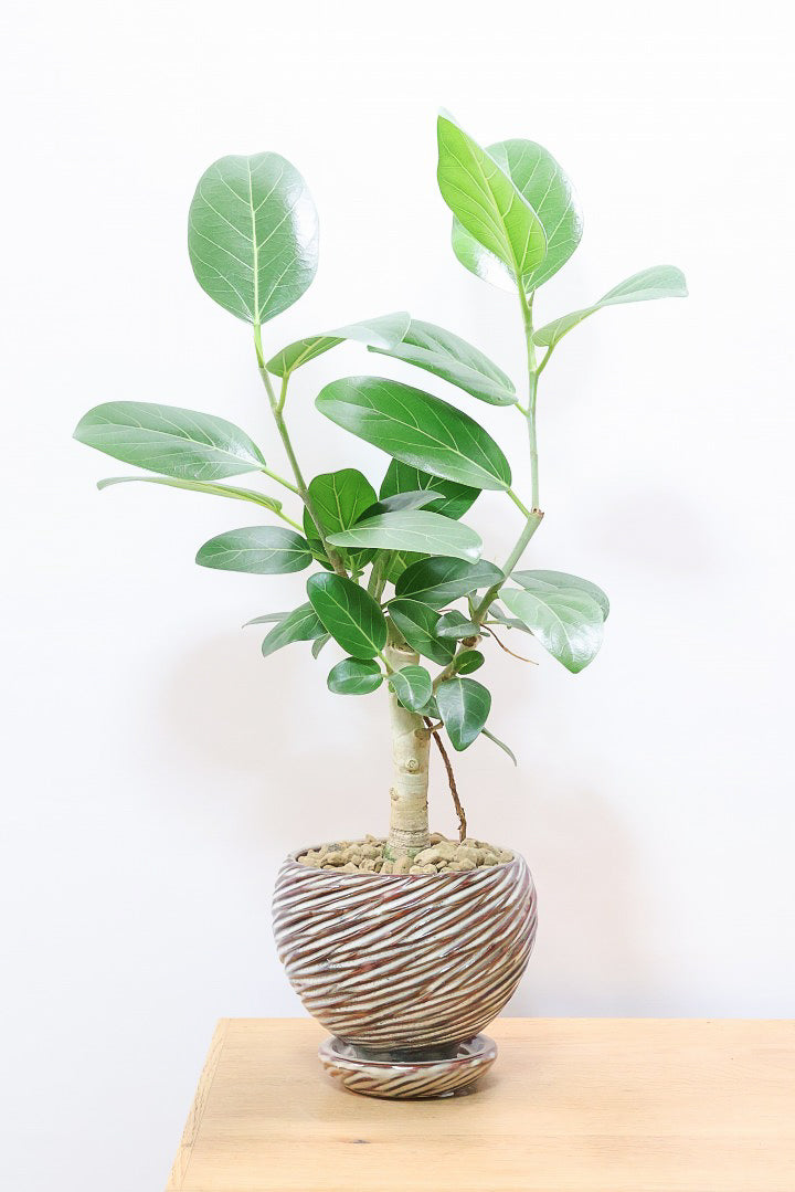 送料無料】風水におすすめの観葉植物 | 観葉植物の通信販売