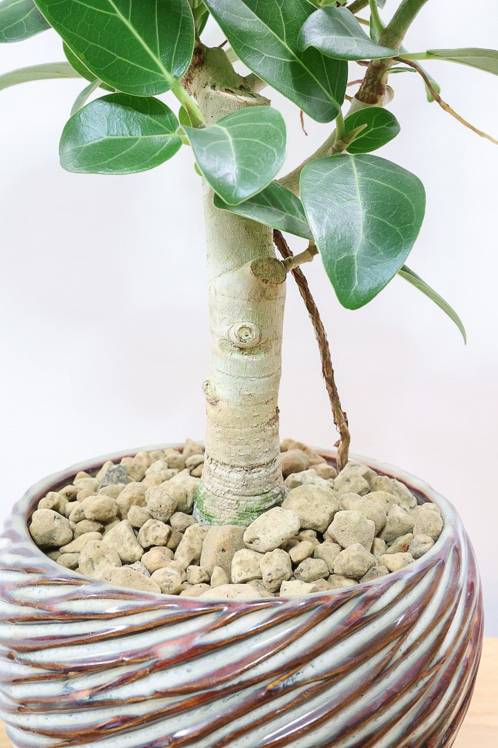 【フィカス ベンガレンシス】愛知県のこだわり樹形を作る生産者さんの素晴らしい逸品です！