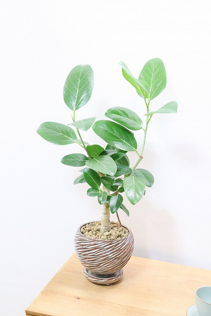 【フィカス ベンガレンシス】愛知県のこだわり樹形を作る生産者さんの素晴らしい逸品です！