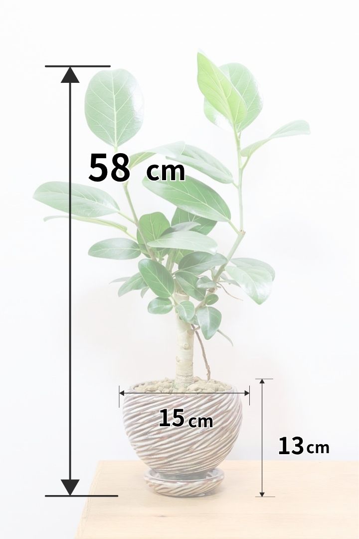 【フィカス ベンガレンシス】愛知県のこだわり樹形を作る生産者さんの素晴らしい逸品です！