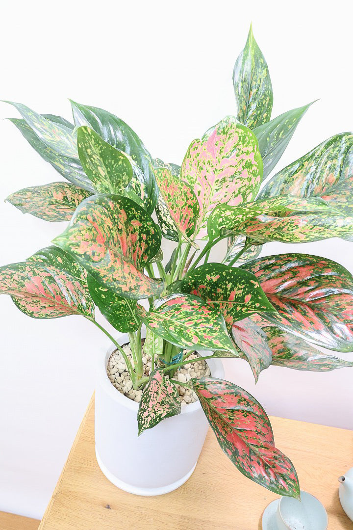 【アグラオネマ ヴィーナス】今回がラストの入荷！良い感じの赤に色付いています！MIXされた葉のカラーがとてもいい感じです！大き目のサイズです！