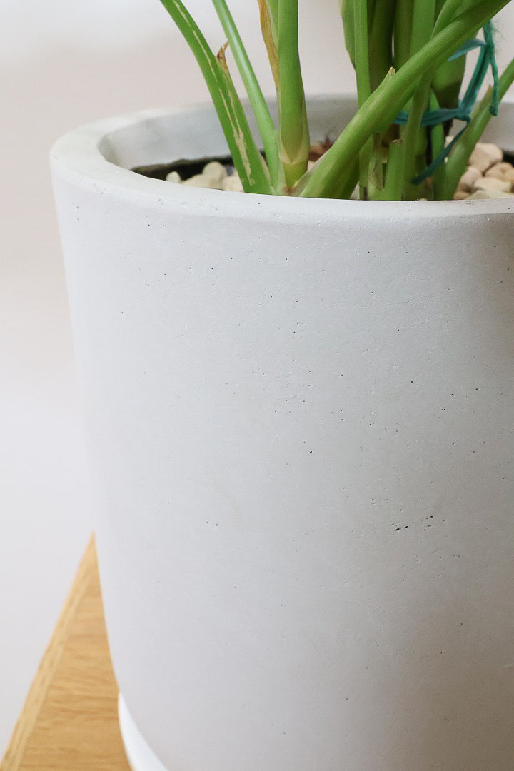 【アグラオネマ ヴィーナス】今回がラストの入荷！良い感じの赤に色付いています！MIXされた葉のカラーがとてもいい感じです！大き目のサイズです！