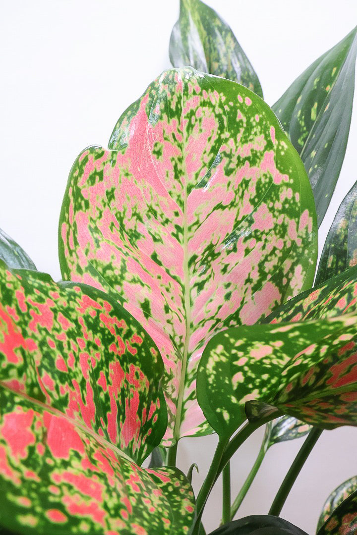 【アグラオネマ ヴィーナス】今回がラストの入荷！良い感じの赤に色付いています！MIXされた葉のカラーがとてもいい感じです！大き目のサイズです！