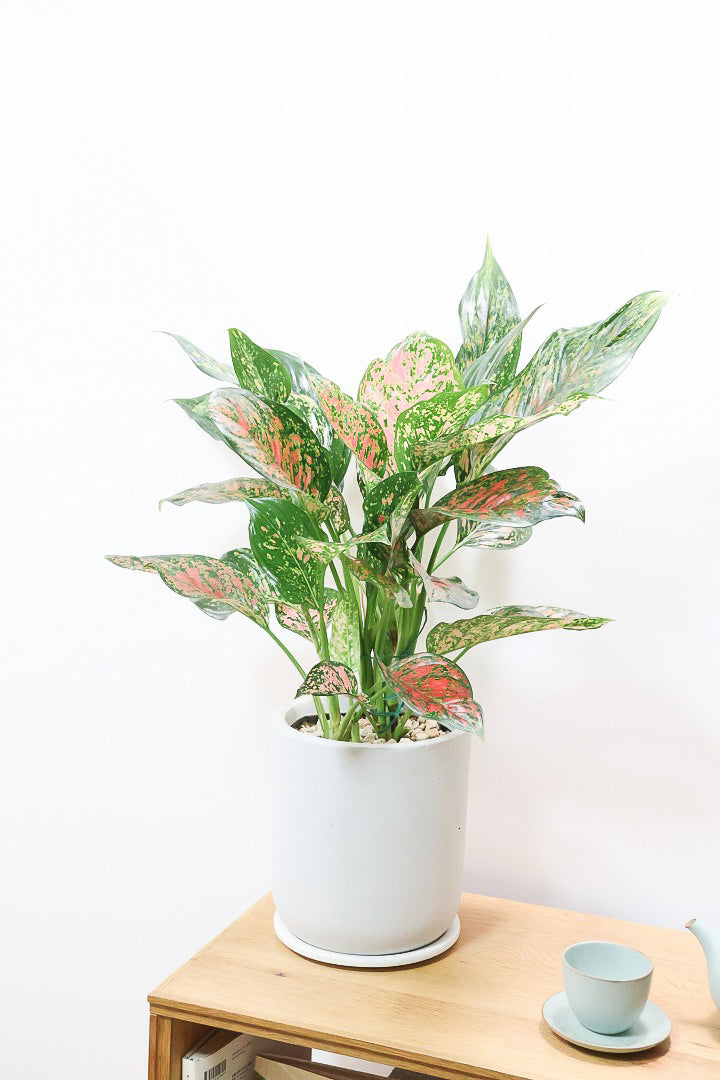 【アグラオネマ ヴィーナス】今回がラストの入荷！良い感じの赤に色付いています！MIXされた葉のカラーがとてもいい感じです！大き目のサイズです！