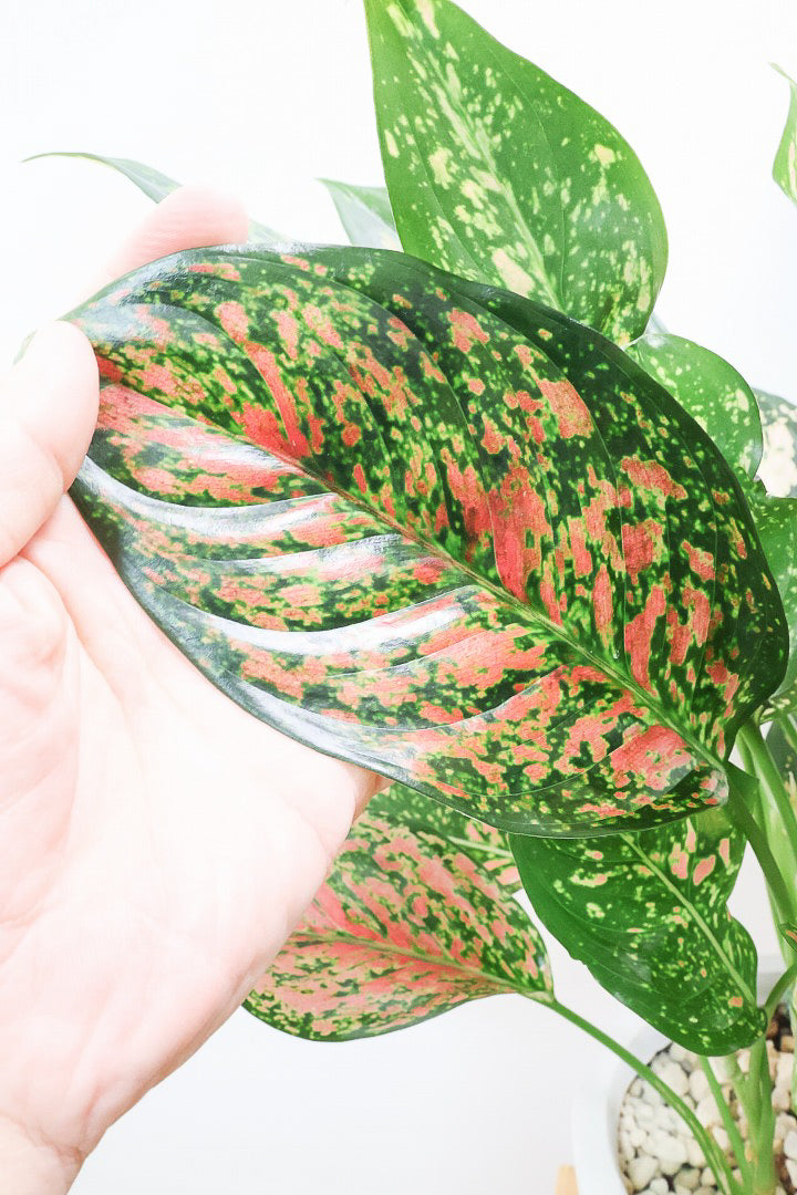 【アグラオネマ ヴィーナス】今回がラストの入荷！良い感じの赤に色付いています！MIXされた葉のカラーがとてもいい感じです！大き目のサイズです！