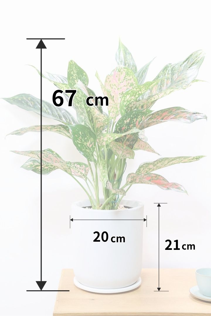 【アグラオネマ ヴィーナス】今回がラストの入荷！良い感じの赤に色付いています！MIXされた葉のカラーがとてもいい感じです！大き目のサイズです！