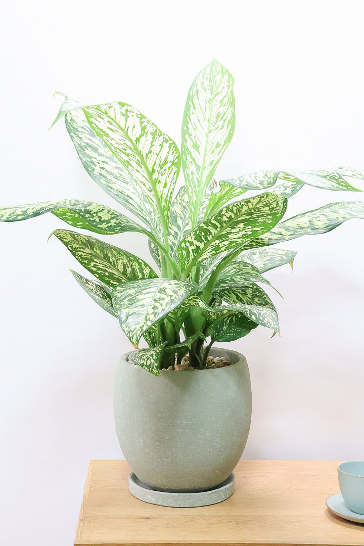 【デヘンバキア ホワイトエトナ】透き通るような爽やかな葉色が印象的です！このボリュームは圧巻ですよ！