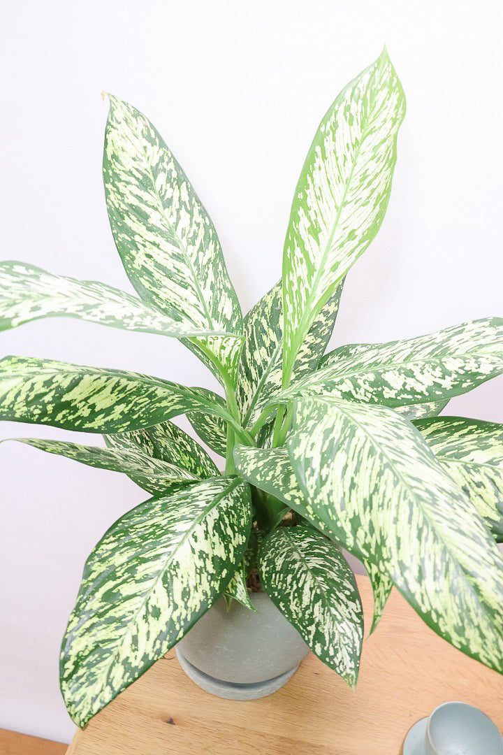 【デヘンバキア ホワイトエトナ】透き通るような爽やかな葉色が印象的です！このボリュームは圧巻ですよ！