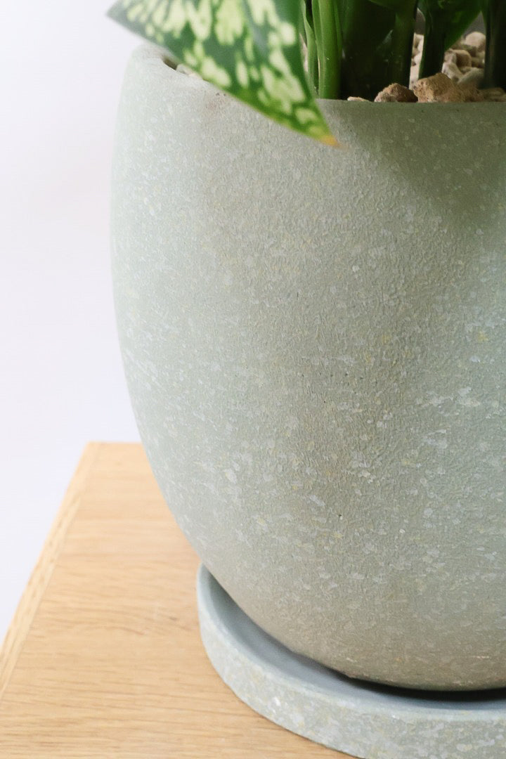 【デヘンバキア ホワイトエトナ】透き通るような爽やかな葉色が印象的です！このボリュームは圧巻ですよ！