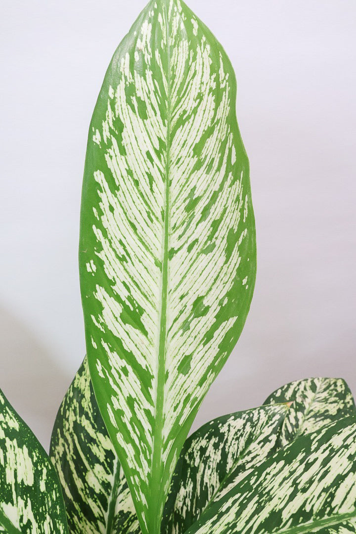 【デヘンバキア ホワイトエトナ】透き通るような爽やかな葉色が印象的です！このボリュームは圧巻ですよ！