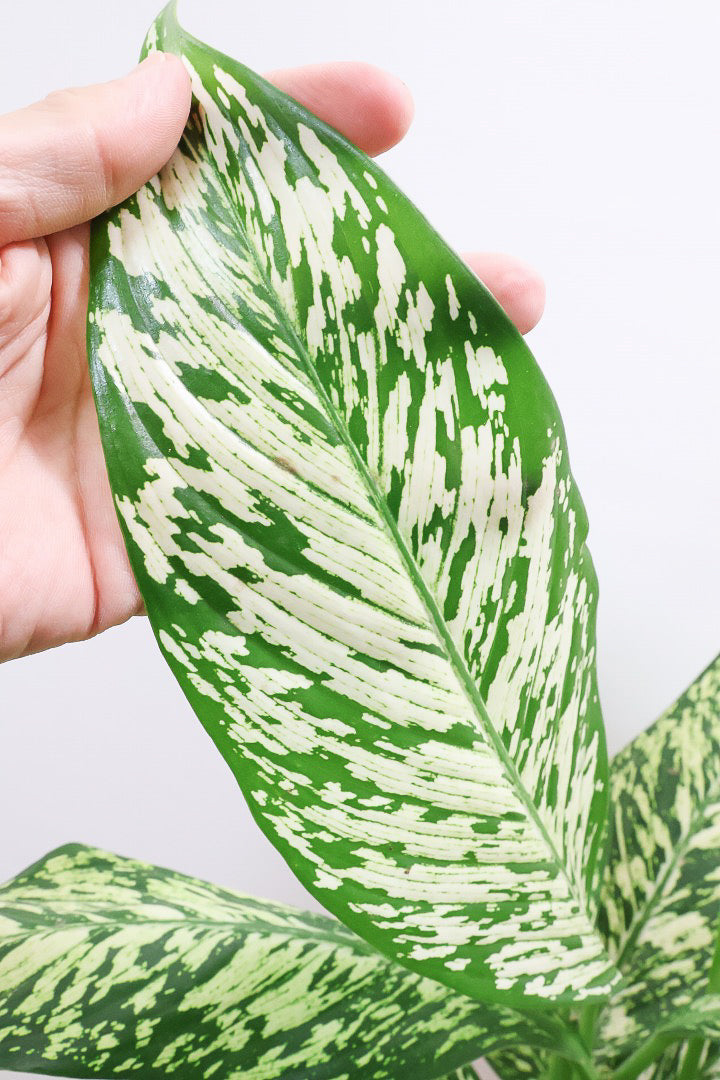 【デヘンバキア ホワイトエトナ】透き通るような爽やかな葉色が印象的です！このボリュームは圧巻ですよ！