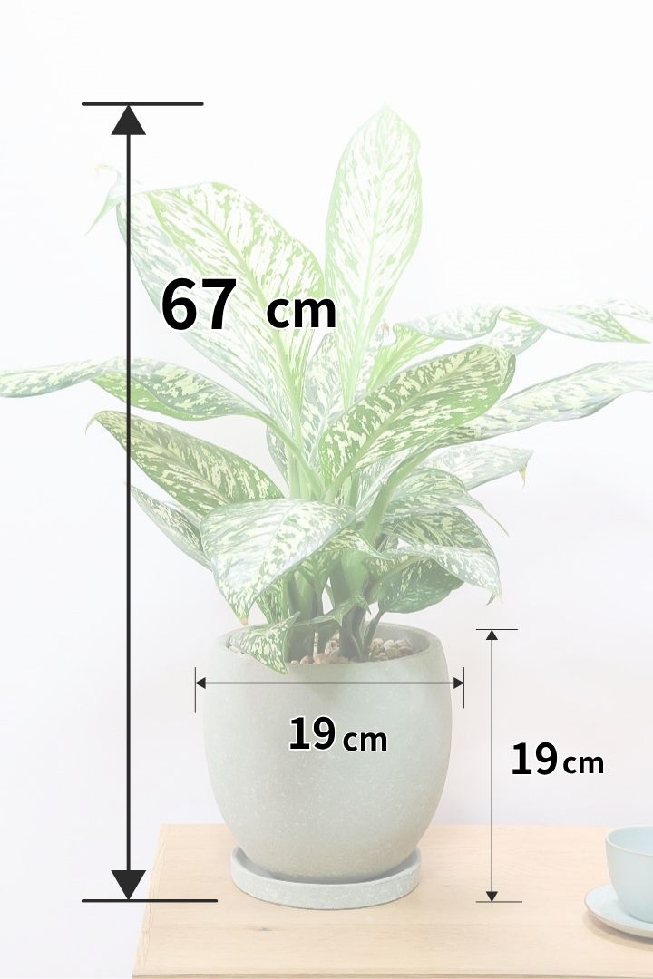 【デヘンバキア ホワイトエトナ】透き通るような爽やかな葉色が印象的です！このボリュームは圧巻ですよ！