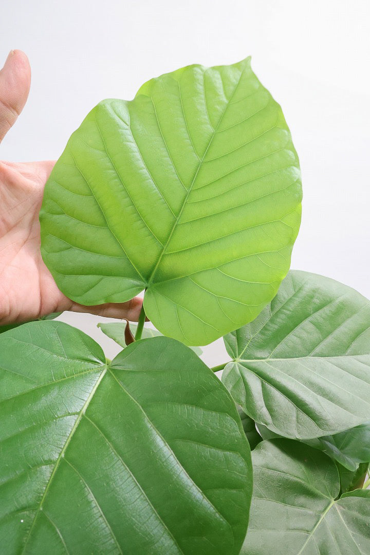 【ウンベラータ】曲り樹形の名手でもある生産者さんが手塩に掛けたバランスの良い素晴らしい樹形です！お手頃ないいサイズ感です！