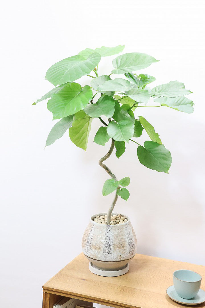 【ウンベラータ】曲り樹形の名手でもある生産者さんが手塩に掛けたバランスの良い素晴らしい樹形です！お手頃ないいサイズ感です！