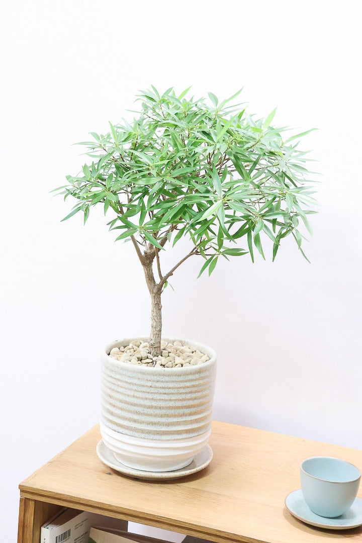 美形 大型 フィカス ジン 陶器鉢 植え込み発送 フィカス ジン＊人気の