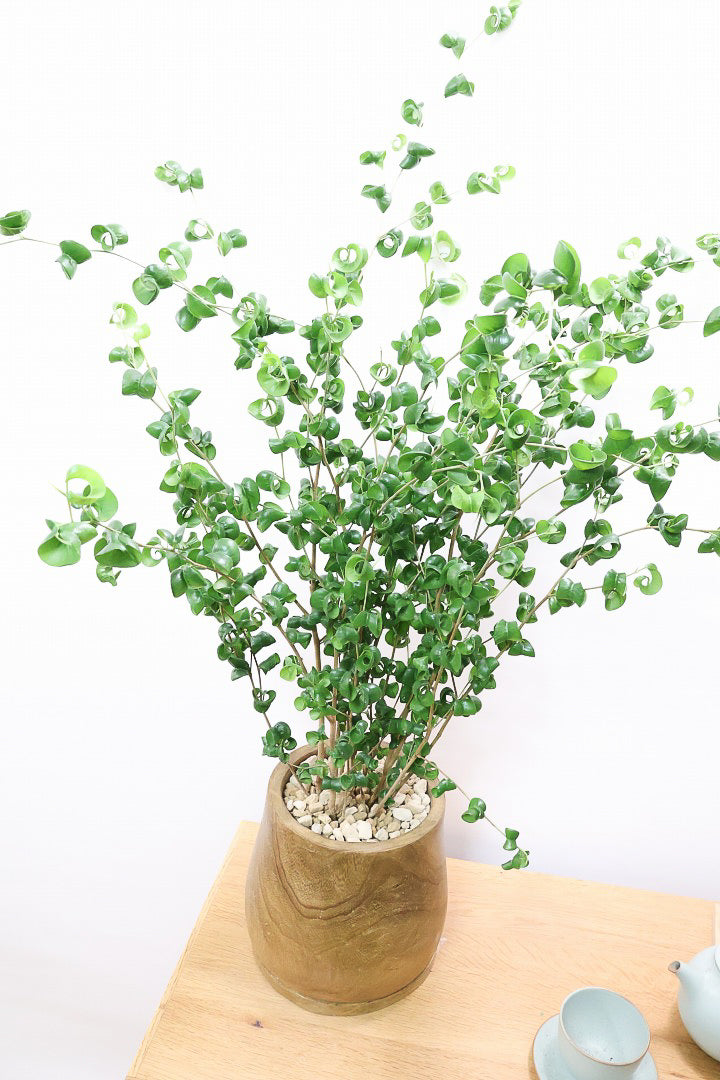 【ベンジャミン バロック】人気の木製POT。ボリュームがありますので存在感は保証しますよ！