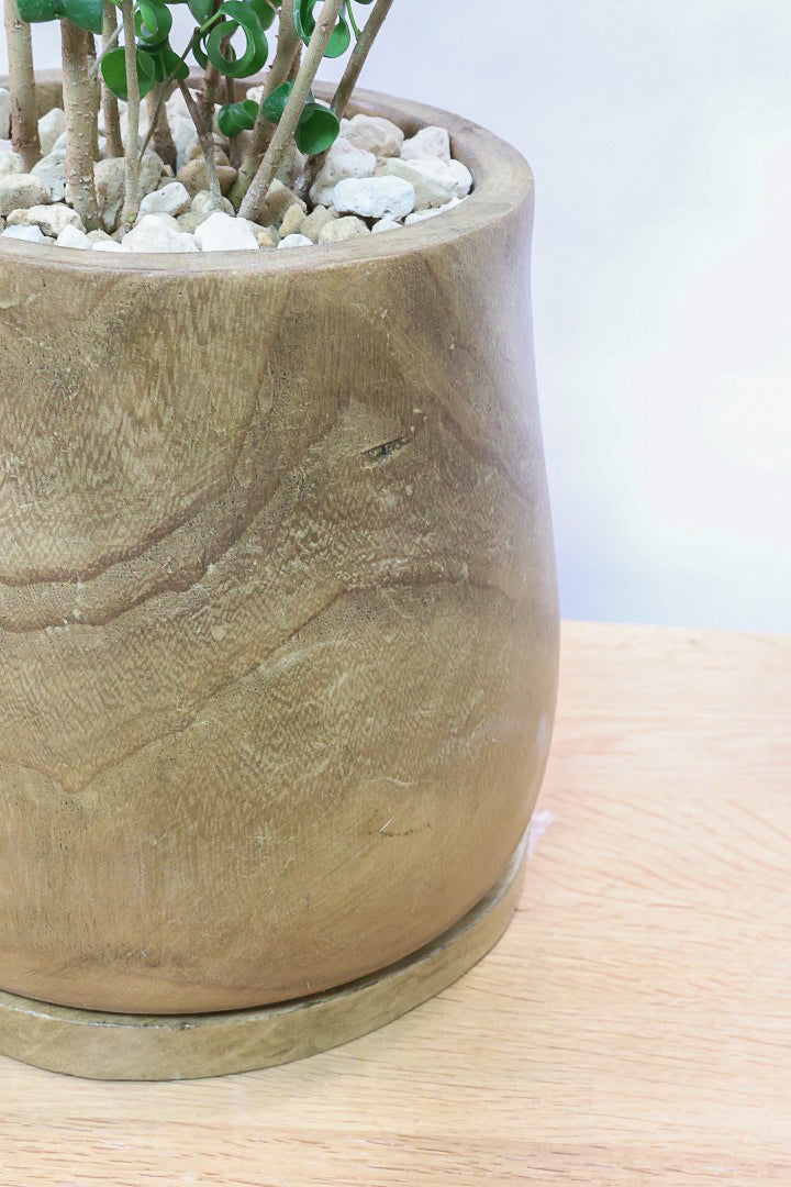 【ベンジャミン バロック】人気の木製POT。ボリュームがありますので存在感は保証しますよ！