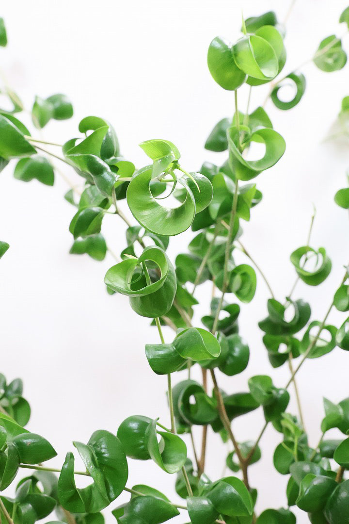 【ベンジャミン バロック】人気の木製POT。ボリュームがありますので存在感は保証しますよ！