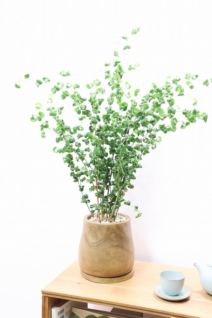 【ベンジャミン バロック】人気の木製POT。ボリュームがありますので存在感は保証しますよ！