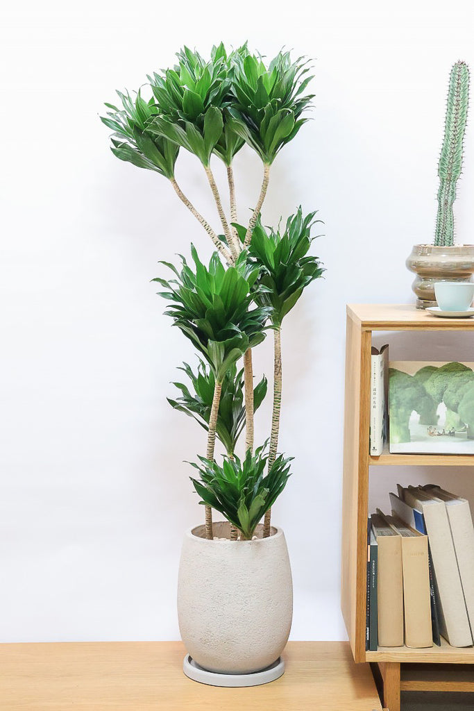 ドラセナ コンパクターGIV60764| 観葉植物の通信販売 | APEGO(アペーゴ)