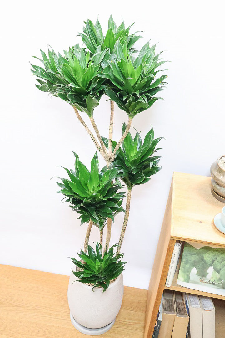 【ドラセナコンパクター】存在感のある大きさ。全体のバランスも最高！とても育てやすいので贈り物にも人気の観葉植物です！