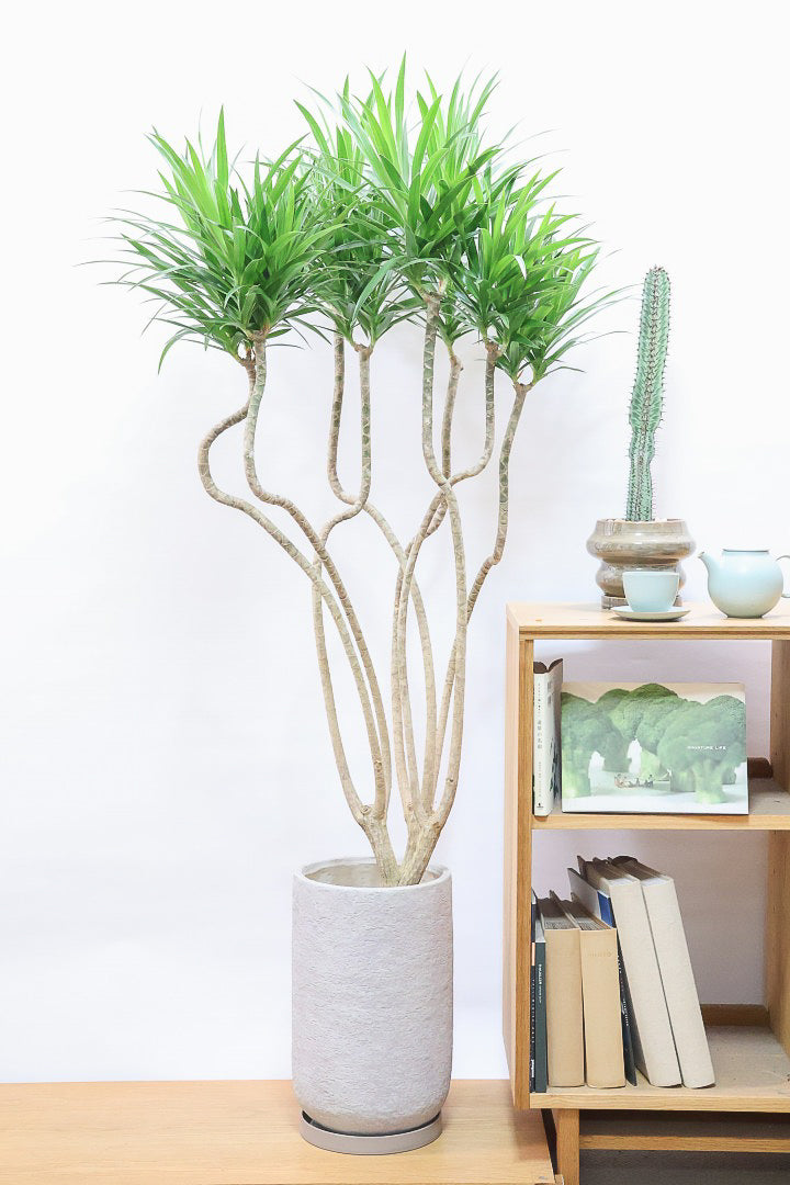 【ドラセナ ナビ】沖縄でじっくりと育てられたボリュームのあるスタイリッシュな樹形！他にはない樹形です