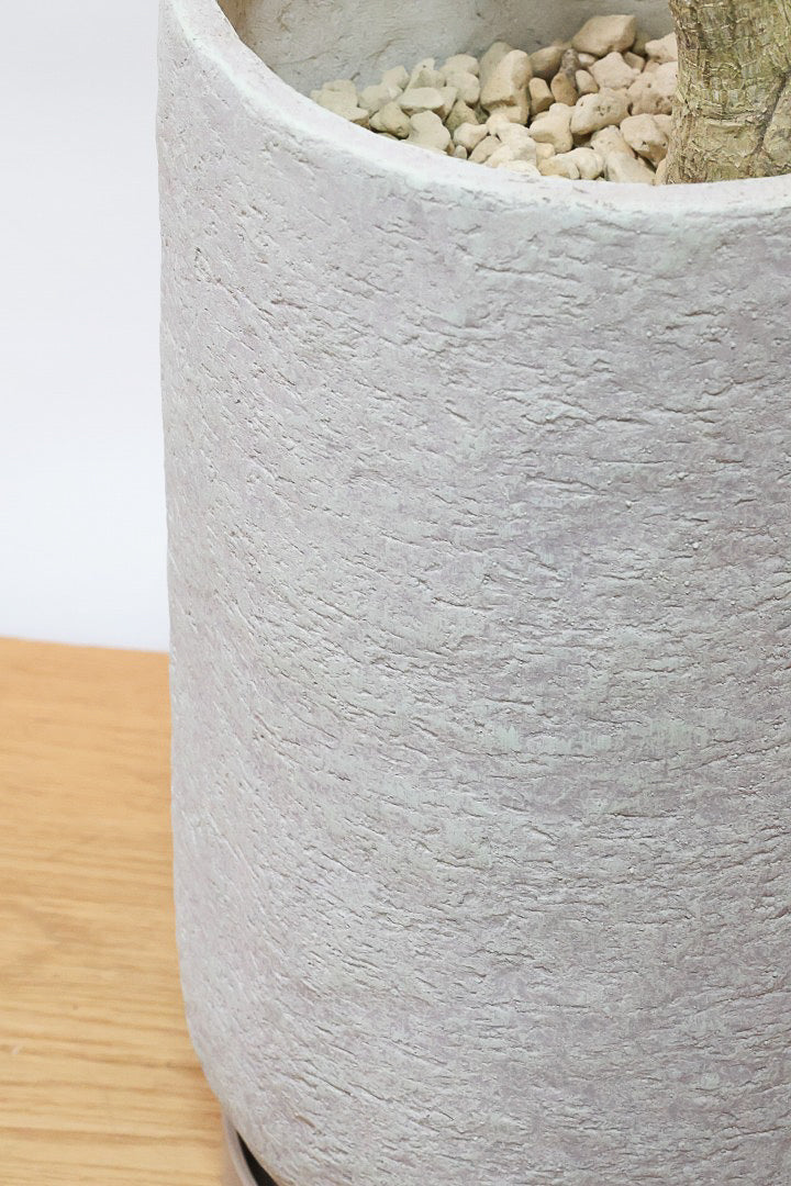 【ドラセナ ナビ】沖縄でじっくりと育てられたボリュームのあるスタイリッシュな樹形！他にはない樹形です