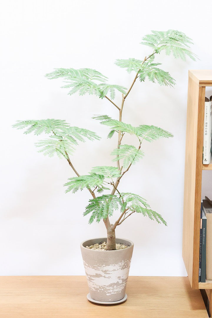 【エバーフレッシュ】シンプルでスタイリッシュ！この樹形は絶対にお得だと思います！