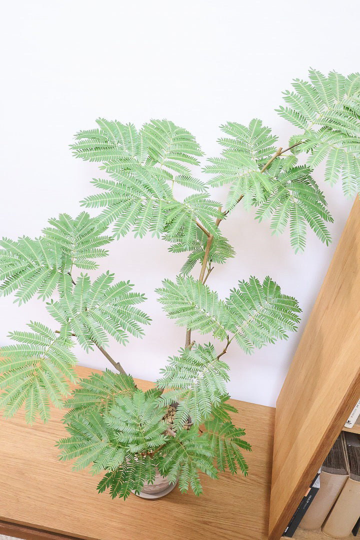 【エバーフレッシュ】シンプルでスタイリッシュ！この樹形は絶対にお得だと思います！