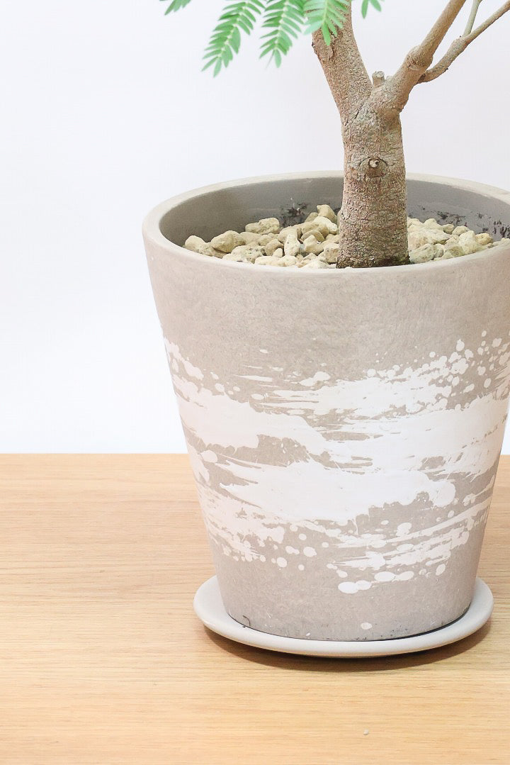 【エバーフレッシュ】シンプルでスタイリッシュ！この樹形は絶対にお得だと思います！