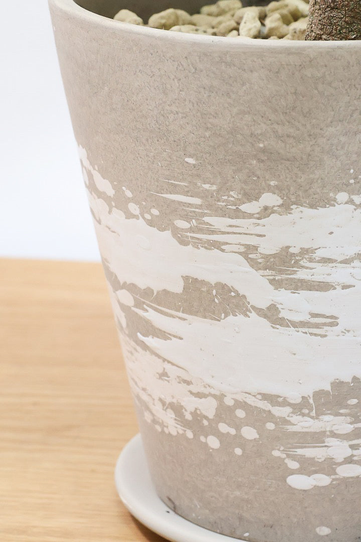 【エバーフレッシュ】シンプルでスタイリッシュ！この樹形は絶対にお得だと思います！