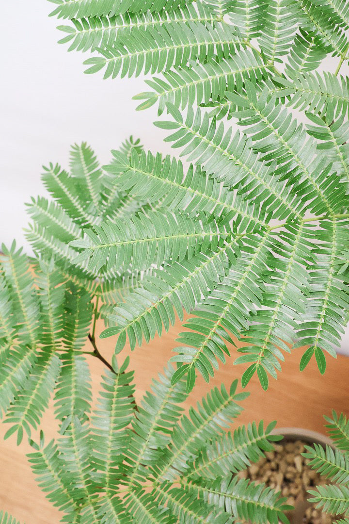 【エバーフレッシュ】シンプルでスタイリッシュ！この樹形は絶対にお得だと思います！