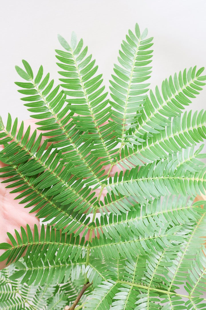 エバーフレッシュBR60671| 観葉植物の通信販売 | APEGO(アペーゴ)