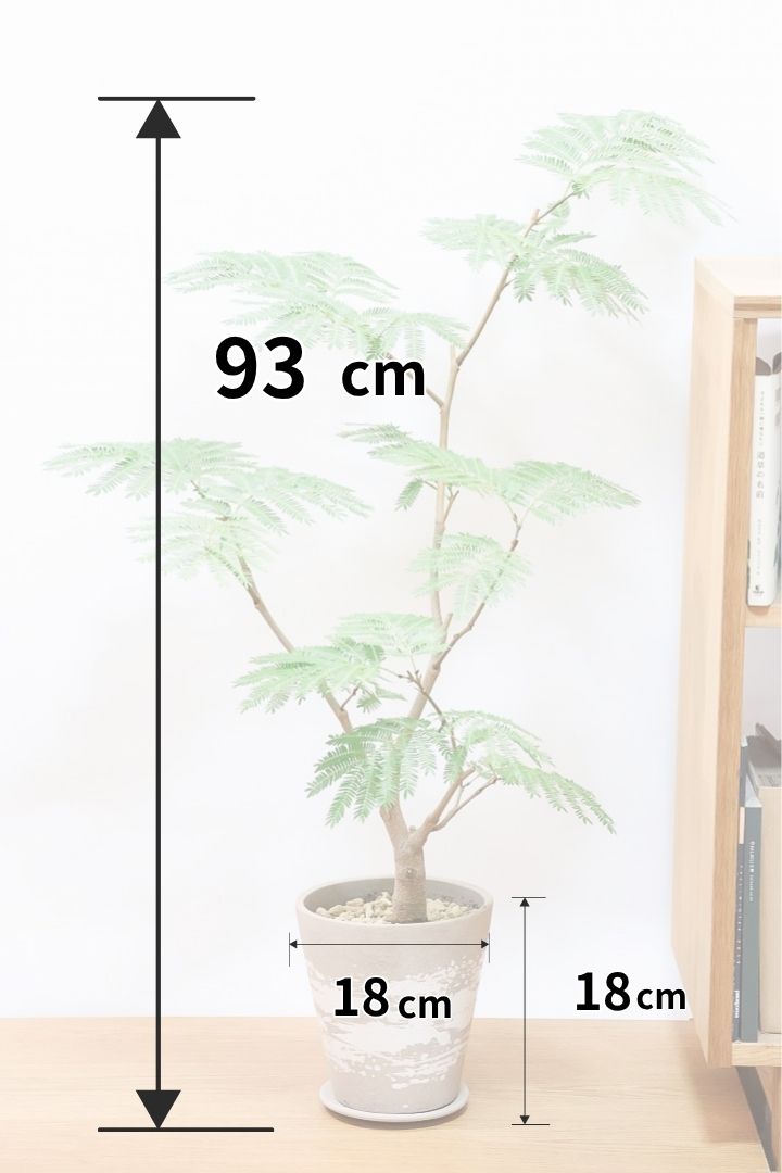 エバーフレッシュBR60671| 観葉植物の通信販売 | APEGO(アペーゴ)