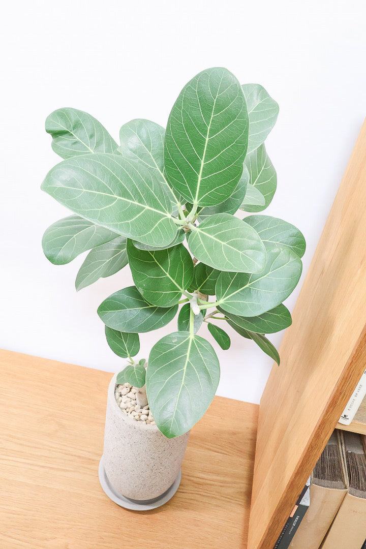 【ベンガレンシス】長崎県の生産者さんが丹精込めて仕立てたスリムな樹形！幹のカーブも素敵なんです！