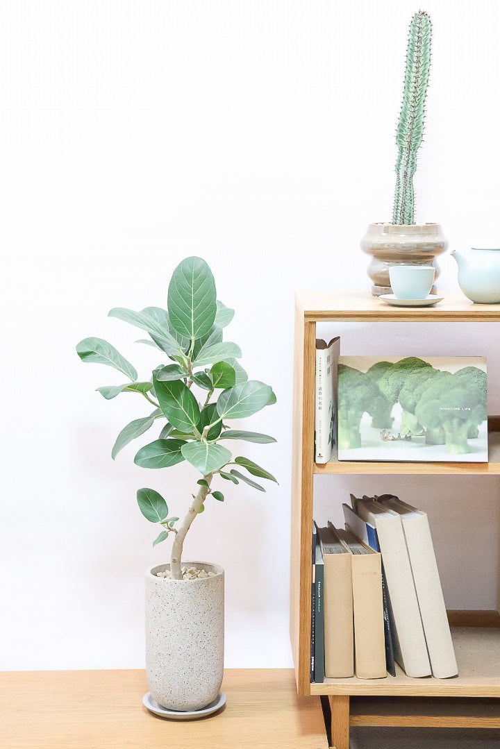 【ベンガレンシス】長崎県の生産者さんが丹精込めて仕立てたスリムな樹形！幹のカーブも素敵なんです！