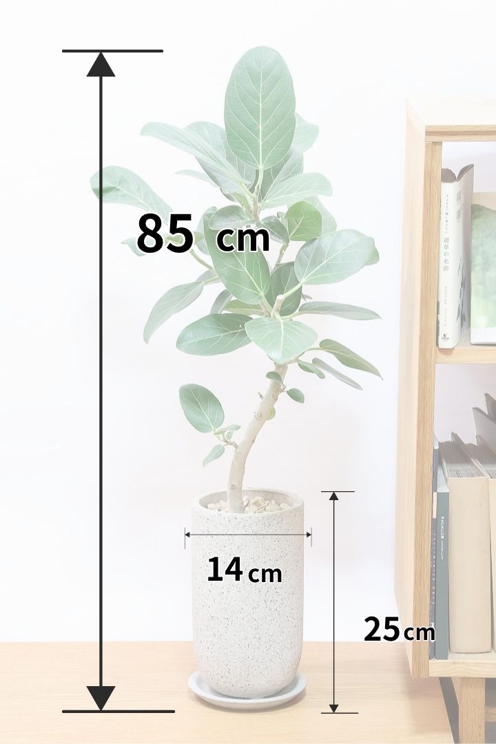 【ベンガレンシス】長崎県の生産者さんが丹精込めて仕立てたスリムな樹形！幹のカーブも素敵なんです！