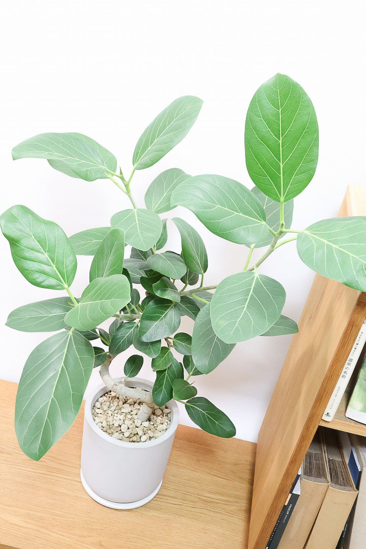 【ベンガレンシス】大きい葉っぱタイプ。幹も美しくカーブしておりますのでおススメです！