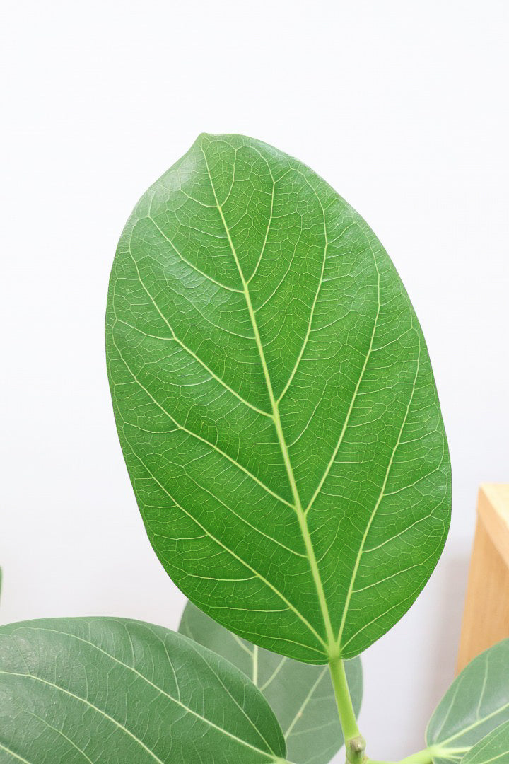 【ベンガレンシス】大きい葉っぱタイプ。幹も美しくカーブしておりますのでおススメです！