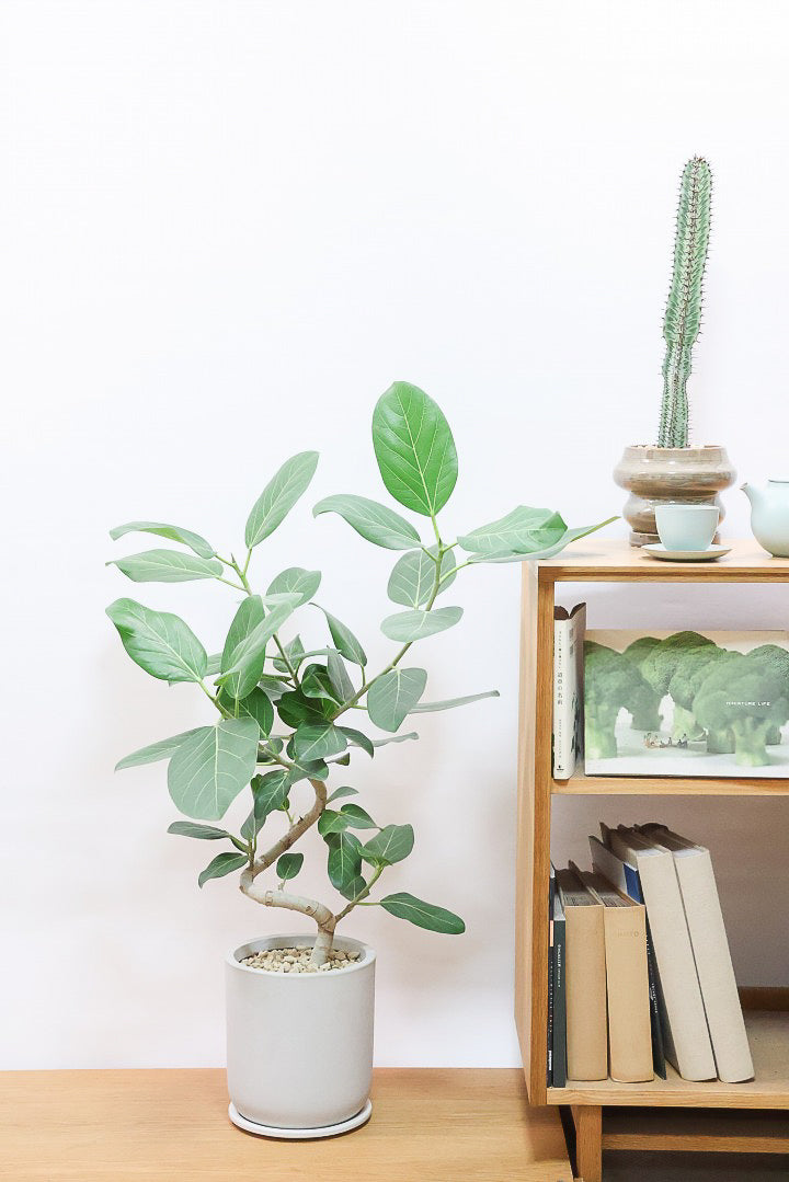 【ベンガレンシス】大きい葉っぱタイプ。幹も美しくカーブしておりますのでおススメです！