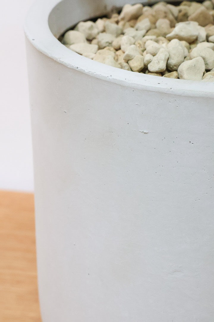 【ベンガレンシス】大きい葉っぱタイプ。幹も美しくカーブしておりますのでおススメです！