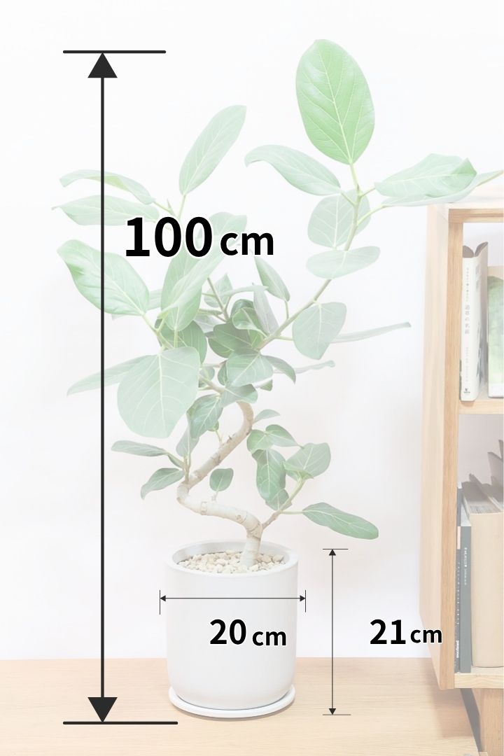 【ベンガレンシス】大きい葉っぱタイプ。幹も美しくカーブしておりますのでおススメです！