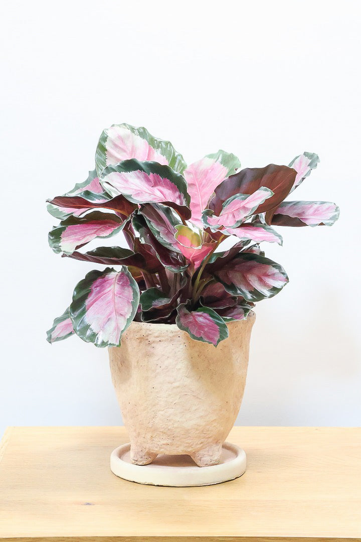 【カラテア ロージー】まるで花束のような美しい草姿。葉色がとてもイイ感じに出ていますのでおススメです！