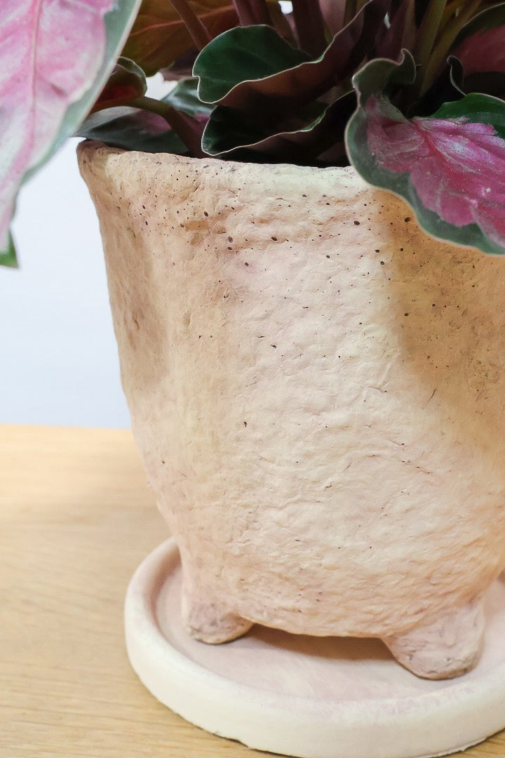 【カラテア ロージー】まるで花束のような美しい草姿。葉色がとてもイイ感じに出ていますのでおススメです！