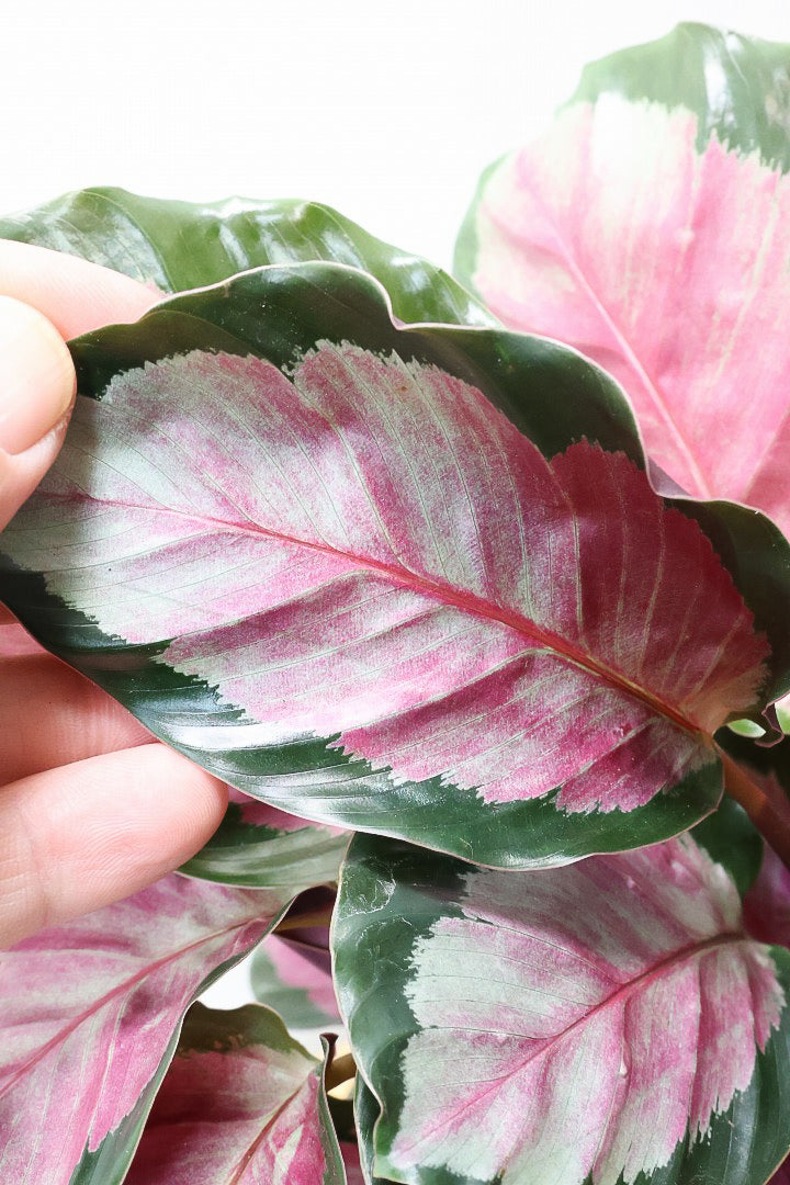 【カラテア ロージー】まるで花束のような美しい草姿。葉色がとてもイイ感じに出ていますのでおススメです！